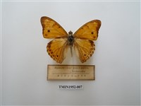 藏品(金鎧蛺蝶)的圖片